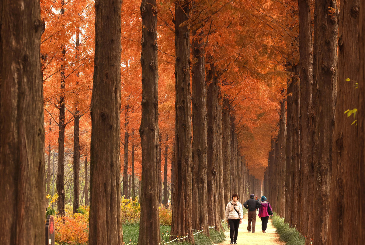 ▲포근한 늦가을 날씨를 보인 23일 서울 마포구 하늘공원 메타세쿼이아길에서 시민들이 산책을 하며 계절의 정취를 만끽하고 있다. 신태현 기자 holjjak@