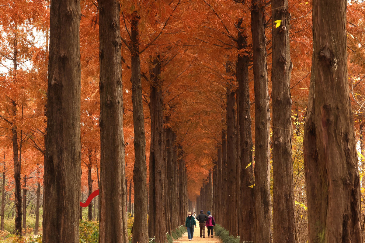 ▲포근한 늦가을 날씨를 보인 23일 서울 마포구 하늘공원 메타세쿼이아길에서 시민들이 산책을 하며 계절의 정취를 만끽하고 있다. 신태현 기자 holjjak@