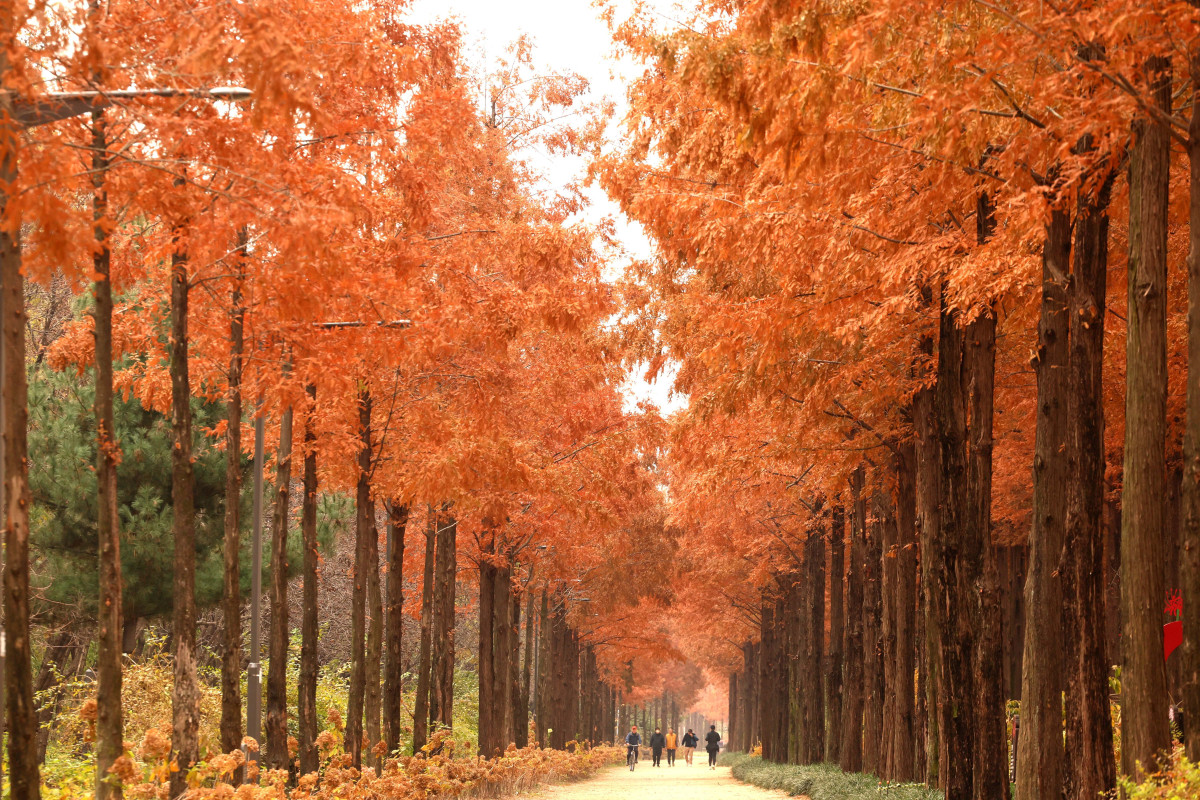 ▲포근한 늦가을 날씨를 보인 23일 서울 마포구 하늘공원 메타세쿼이아길에서 시민들이 산책을 하며 계절의 정취를 만끽하고 있다. 신태현 기자 holjjak@