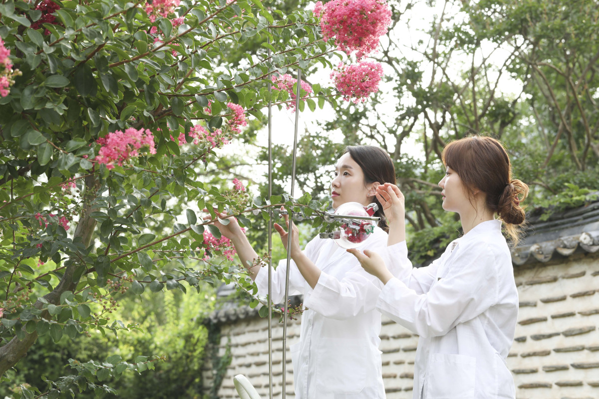 ▲코스맥스 R&I센터 연구원들이 센트리티지 프로젝트 일환으로 꽃나무에서 향을 포집하고 있다. (사진제공=코스맥스)