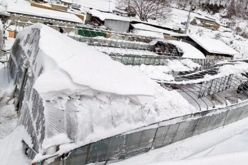 ▲올해 1월 설 연휴기간 폭설로 전북 진안군 성수면 한 비닐하우스가 눈의 무게를 이기지 못해 무너졌다. (사진제공=전북도)
