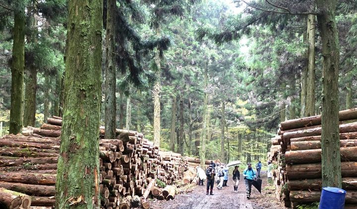▲ 제주시 애월읍지역 삼나무 숲에서 잘라낸 나무가 임도에 쌓여있다. (사진제공=뉴시스)