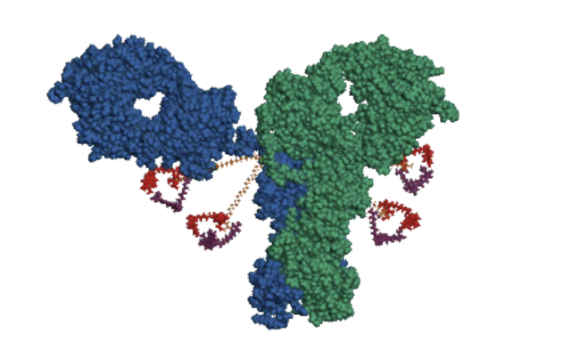 삼성, "에피스 파트너" 차세대 ADC '프론트라인' 투자