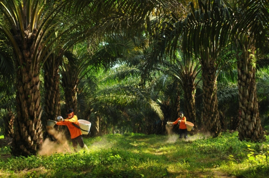 ▲삼푸르나 아그로 팜 농장에서 비료를 시비하는 모습. (포스코인터내셔널)