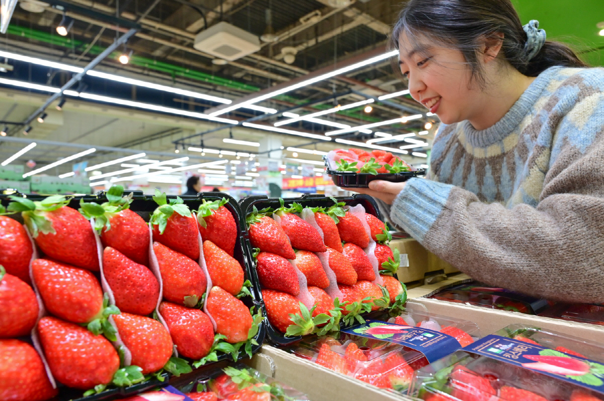▲25일 모델이 서울 서초구 농협유통 하나로마트 양재점에 판매 중인 ‘킹스베리’를 살펴보고 있다. (사진제공 농협유통)