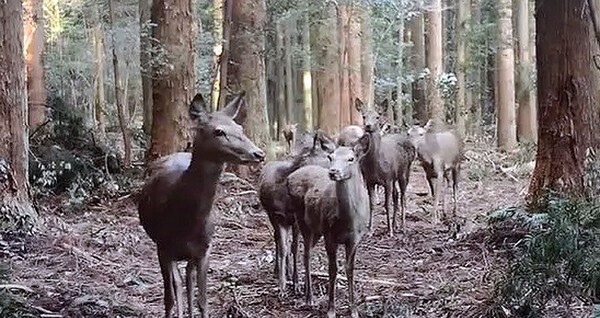▲한라산 중산간 일대에서 카메라에 잡힌 꽃사슴.

 (사진제공=국립산림과학원)