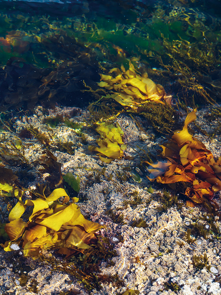 ▲다양한 해조류를 장 대표는 '바다나물'이라고 부른다. (아워플래닛)