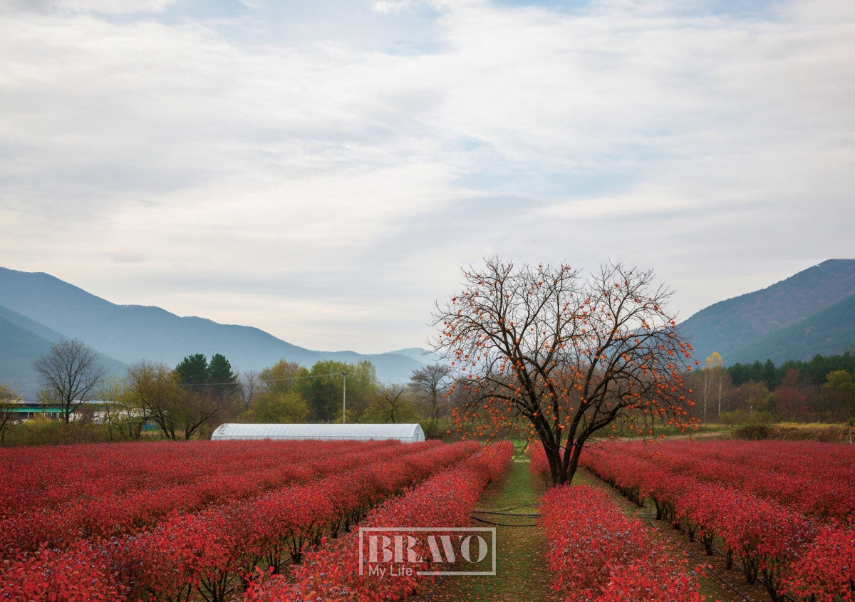 (ImageFX 이미지.)