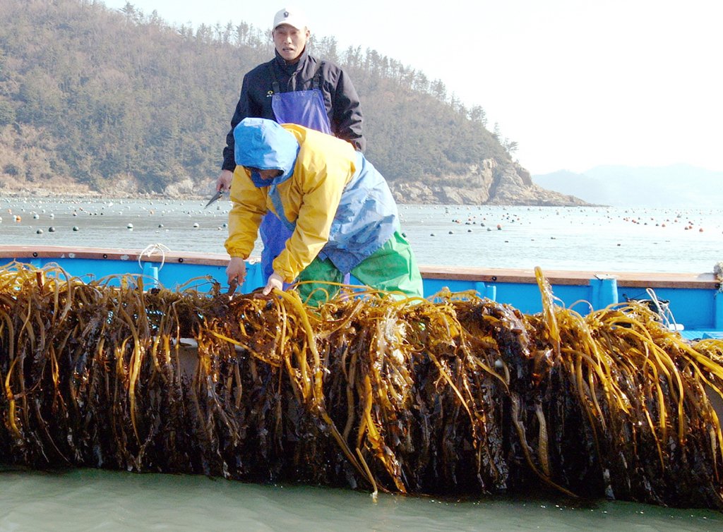 ▲어민들이 미역을 채취하는 모습이다. (사진제공=연합뉴스)