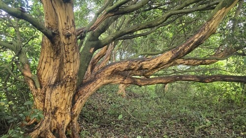 ▲제주도서 박피 된 후박나무. (사진제공=제주자연의벗)