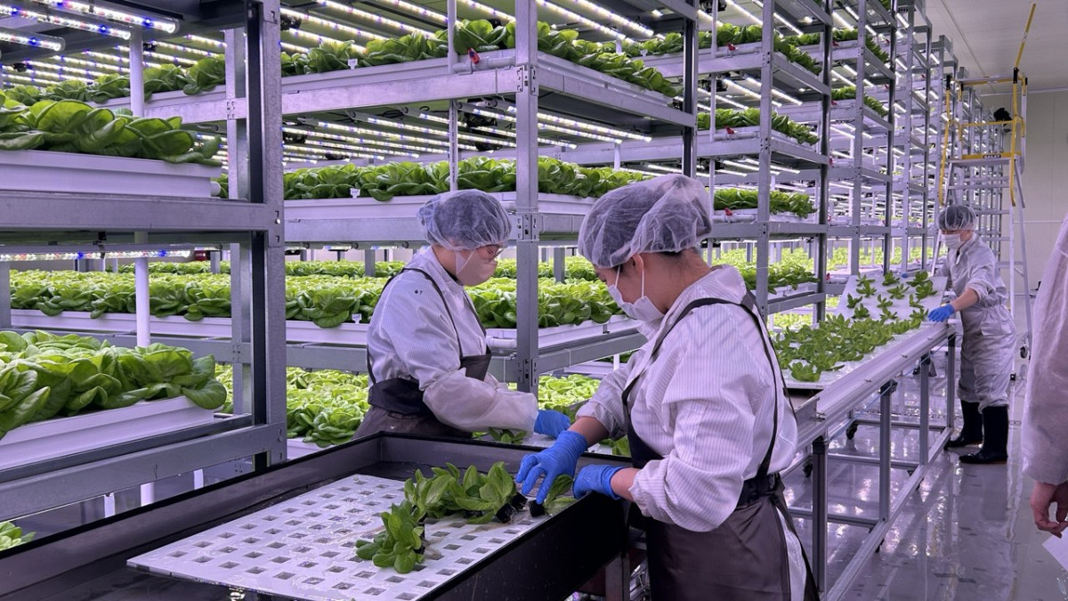 ▲현재 샐러드 채소를 위주로 생산하는 스마트팜 '팜업'. (사진=연희진 기자)
