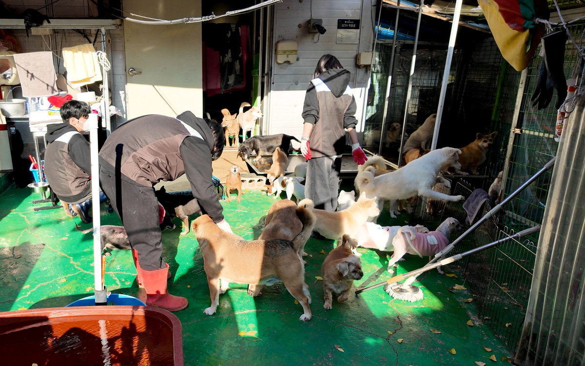 ▲지역 e스포츠구단 ‘BNK FEARX’ 리그 오브 레전드(LoL) 주전 선수와 BNK금융그룹 임직원이 24일 부산 기장군 철마면에 위치한 유기견보호센터에서 봉사활동을 진행하고 있다. (사진제공=BNK금융)