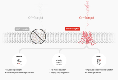한미약품, 'UCN2 유사체' 비만 "美1상 IND 승인"