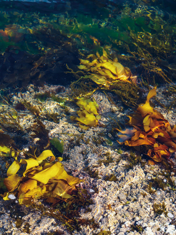 ▲다양한 해조류를 장 대표는 '바다나물'이라고 부른다. (아워플래닛)