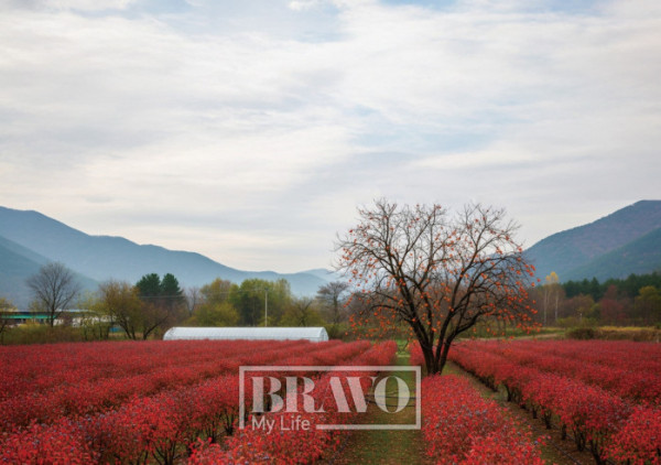 (ImageFX 이미지.)