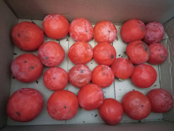 (함인희 이화여자대학교 사회학과 명예교수)