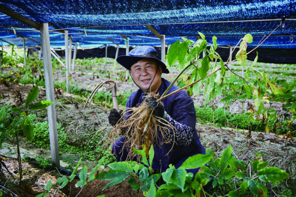 ▲인삼캐기 체험.(충남문화관광재단)
