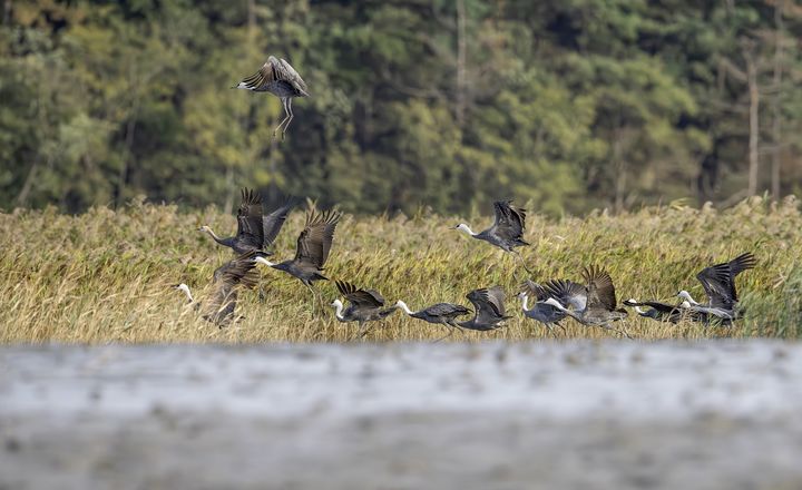 ▲순천만에서 관찰된 천연기념울 황새. (사진제공=순천시)