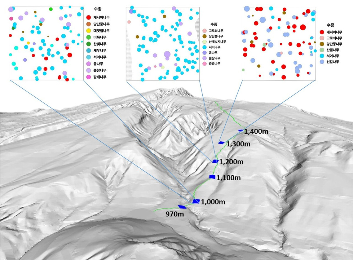 ▲제주도 한라산 어리목 탐방로 수목 분포도.

 (사진제공=제주도)
