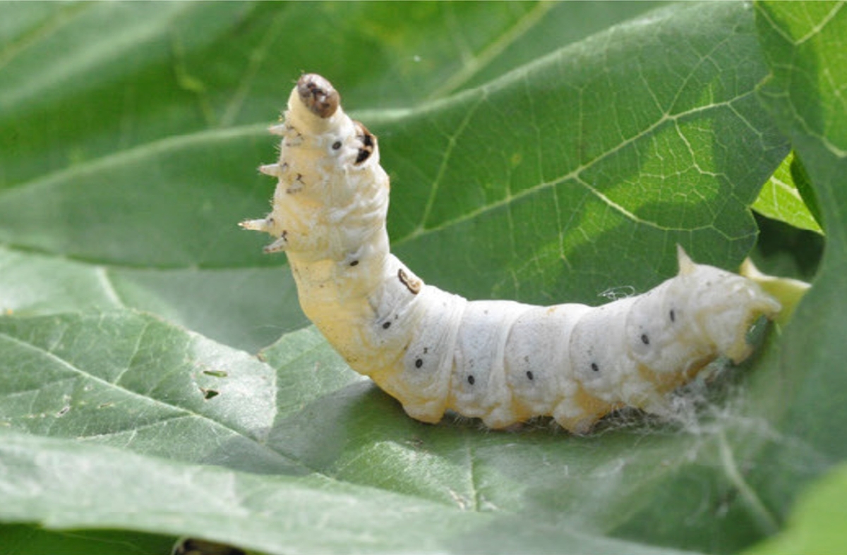 ▲농촌진흥청은 누에로 만든 단백질 고함량 홍잠의 체중 감소 효과를 과학적으로 확인. (사진제공=농진청)