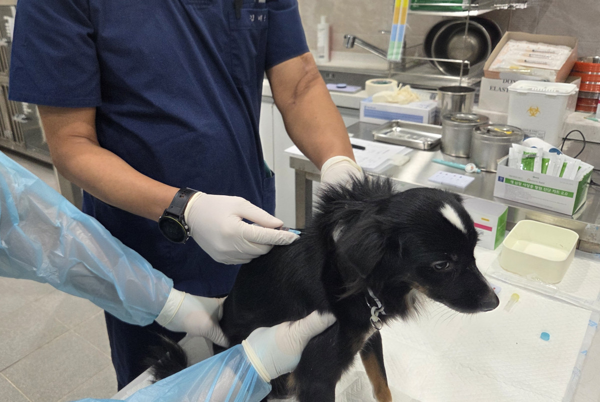 ▲예방접종을 실시하는 사진 (서울시)