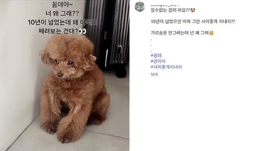 ▲샤이니 키의 반려견 꼼데로 추측되는 강아지 사진. (출처=A씨 인스타그램)