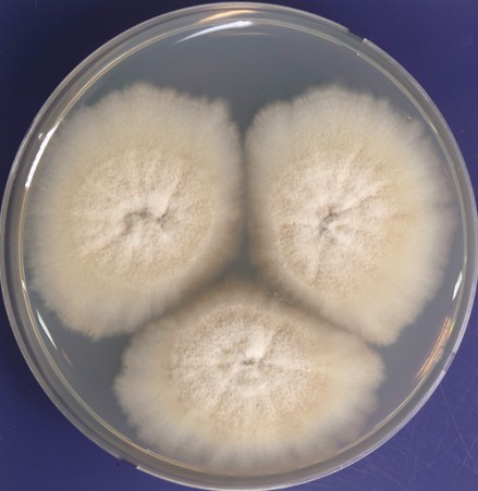 ▲주름 개선 다당류를 생산하는 해양곰팡이 지벨루롭시스 세라이 배양 사진. (사진제공=국립해양생물자원관)