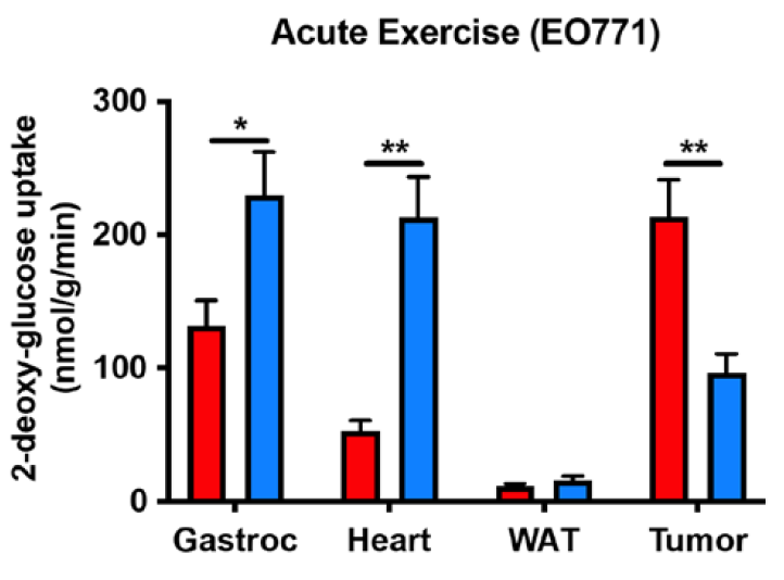 ▲운동을 하면 근육의 포도당 수요가 늘면서 종양이 흡수하는 양이 줄어 성장이 억제된다. 운동 여부에 따른 포도당 흡수량을 보여주는 그래프로, 정적인 생쥐(빨간색)에 비해 운동을 한 생쥐(파란색)는 골격근(Gastroc)과 심근(Heart)에서 포도당 흡수량이 많지만 종양(Tumor)에서는 적다.  출처: PNAS