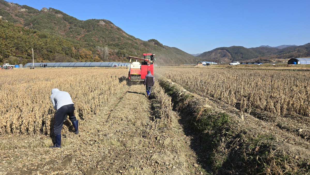 ▲제5회 국산콩 우수 생산단지 선발대회 현장평가 사진 (사진제공=농림축산식품부)