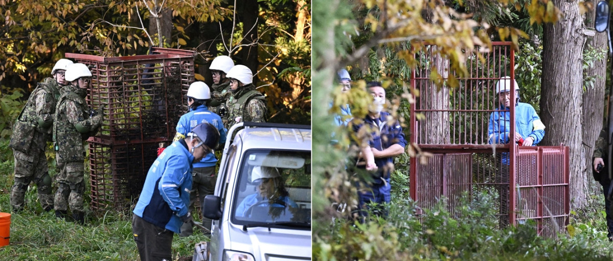 ▲일본 북부 아키타현 가즈노에서 일본 육상자위대 대원들이 곰을 포획하기 위해 틀을 설치하고 있다. 일본 정부가 곰의 습격으로 피해가 잇따르는 아키타현에 이달 5일부터 자위대를 투입했다. (가즈노(일본)/AP뉴시스)