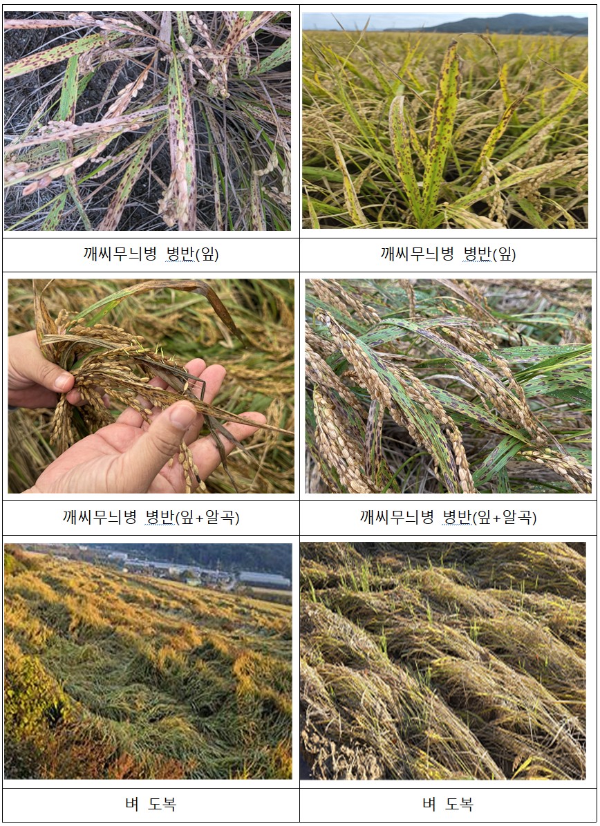 ▲벼 깨씨무늬병 피해 사진 (사진제공=농림축산식품부)