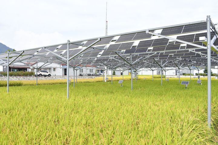 ▲영농형태양광 모습. (뉴시스)