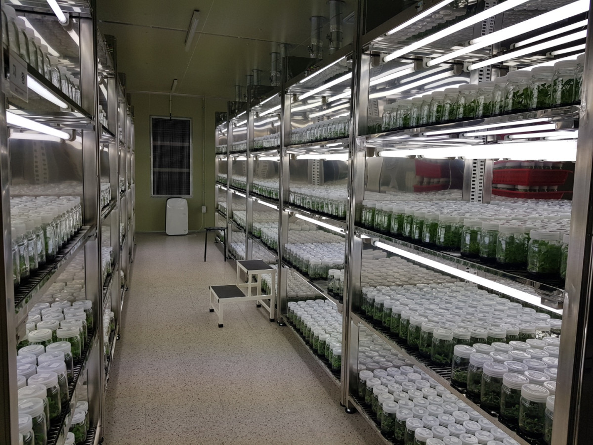 ▲무병묘 조직배양실 (사진제공=한국농업기술진흥원)