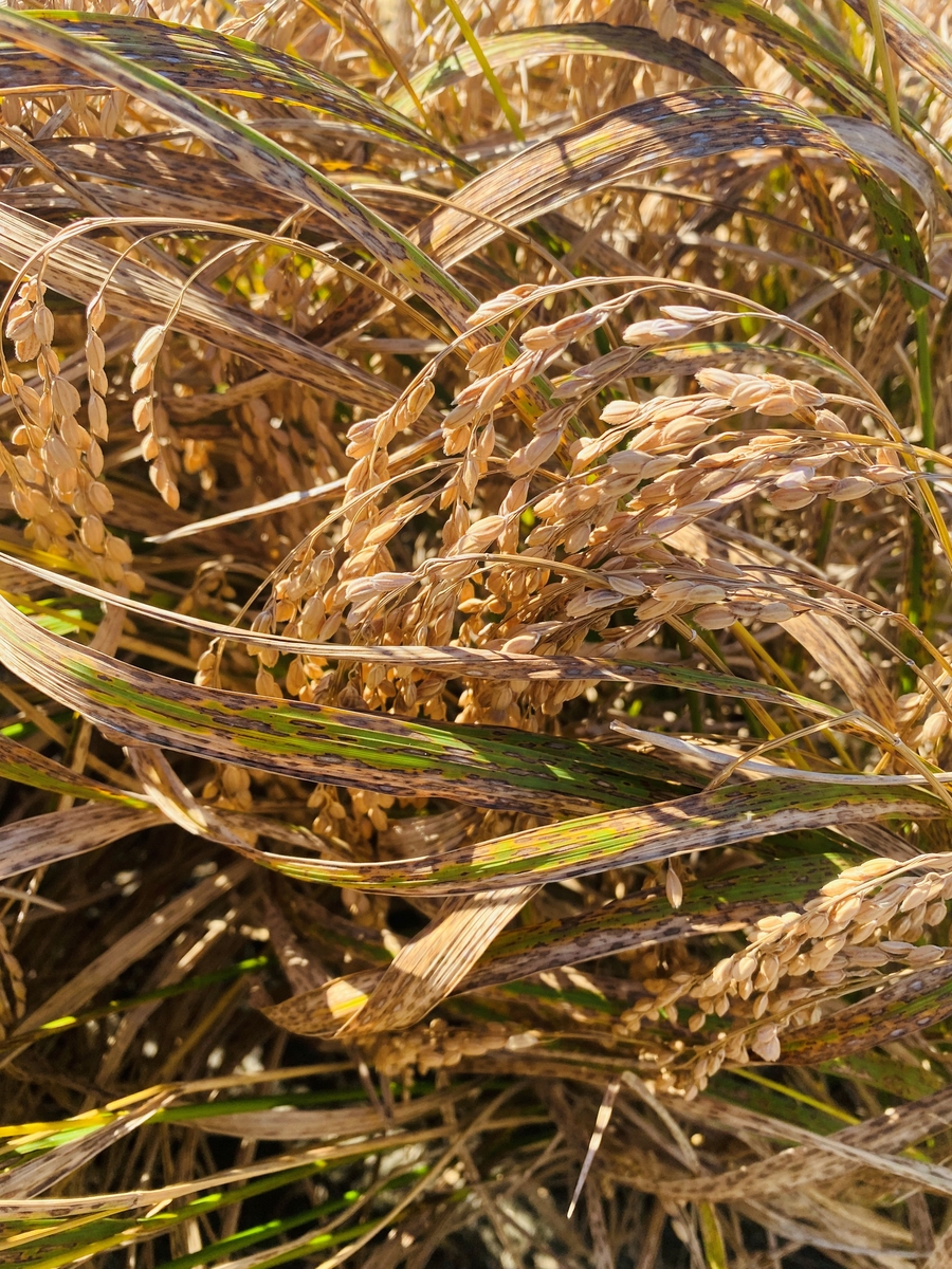 ▲ 전남도는 지난 7∼9월 이상 고온과 잦은 강우에 따른 벼 깨씨무늬병 피해 복구비 183억원을 피해 농가에 순차 지급한다 (사진제공=전남도)