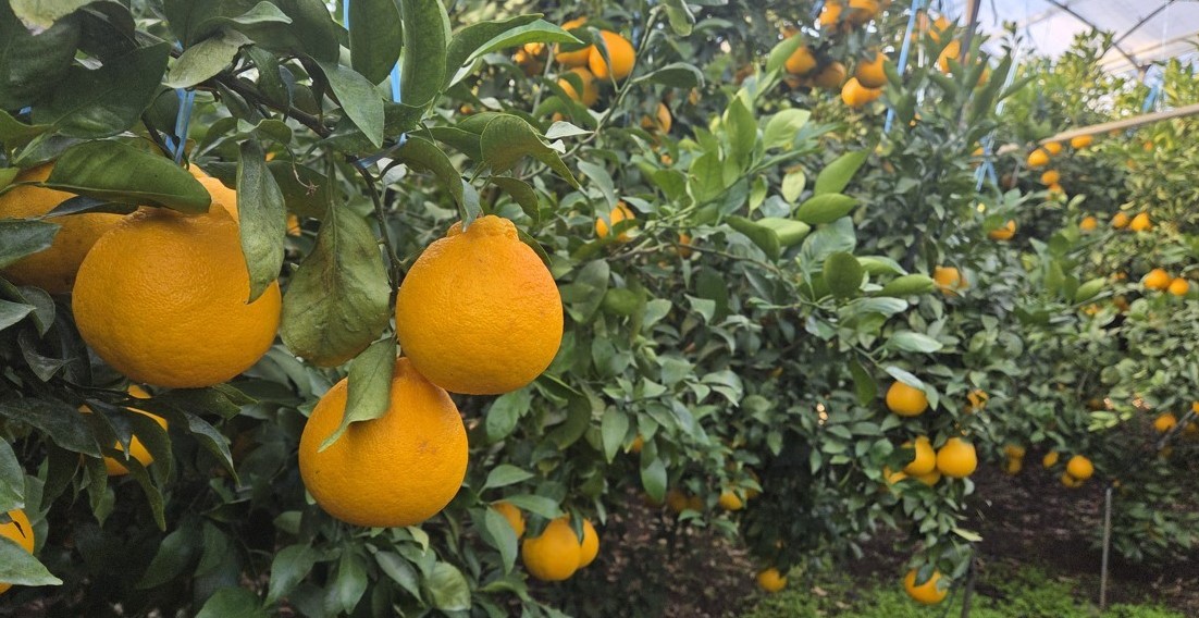 ▲제주 서귀포시 시설하우스 내 한라봉. (사진제공=연합뉴스)