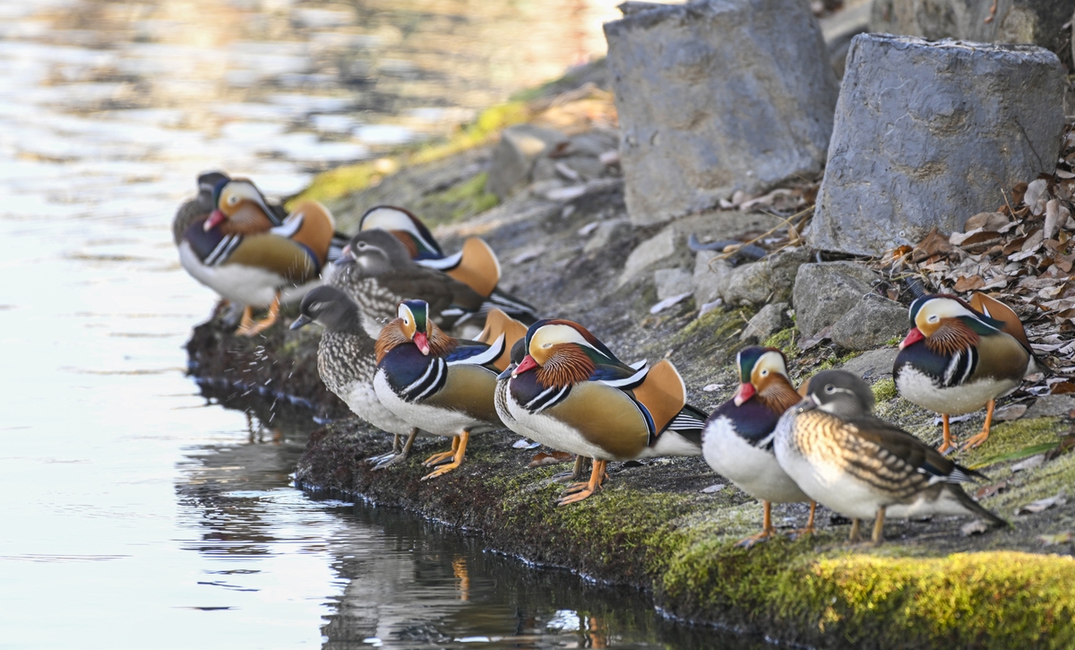▲겨울이 한창인 전북도 남원시 광한루원 연못에 원앙들이 떼를 지어 한가롭게 노닐고 있다. (사진제공=남원시)