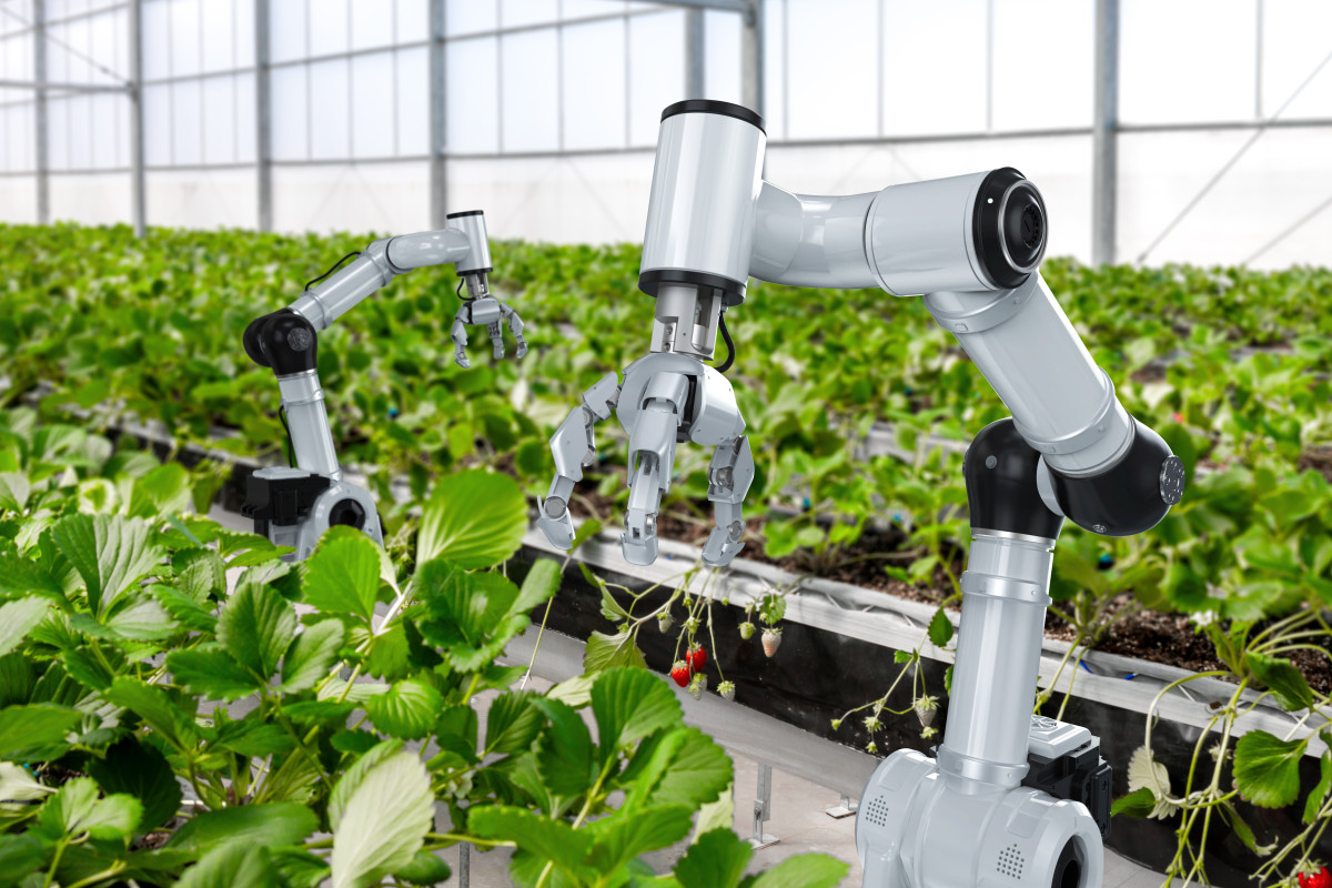 ▲AI와 데이터 기반 농정이 확대되는 가운데, 한 실내 농장에서 자동화된 로봇 팔이 딸기를 수확하며 스마트 농업의 현장을 보여주고 있다. (게티이미지뱅크)