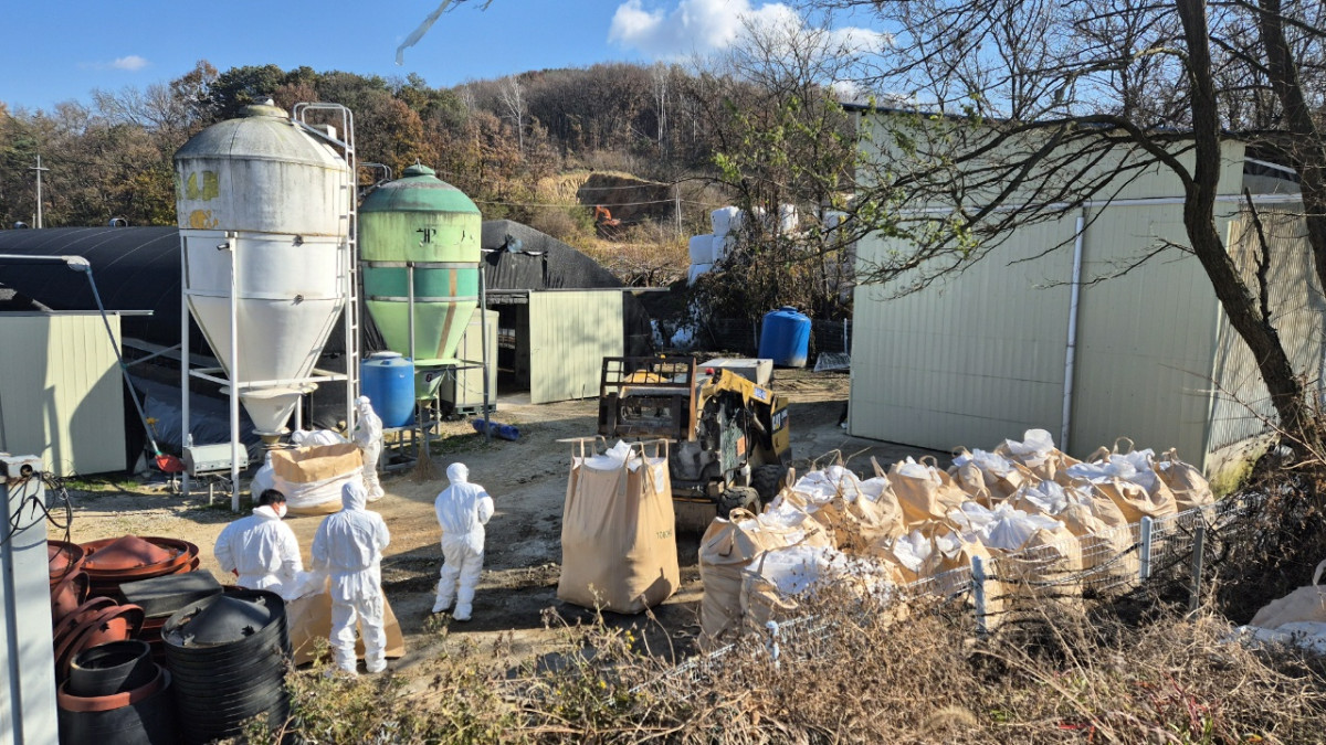 ▲18일 고병원성 조류인플루엔자(AI) 바이러스로 의심되는 H5형 항원이 검출된 충북 영동군 용산면 종오리 농장에서 방역당국이 종오리 4000마리를 살처분하고 있다. 영동에서 고병원성 AI, 구제역, 아프리카돼지열병(ASF) 등 가금류·야생조류 전염병 때문에 사육하던 가금류를 살처분한 건 이번이 최초다. (뉴시스)