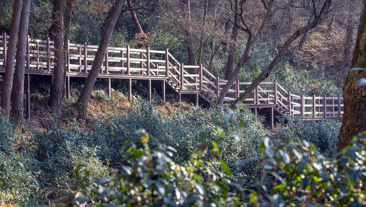 ▲전북도 함라산 야생차 군락지. (사진제공=익산시)