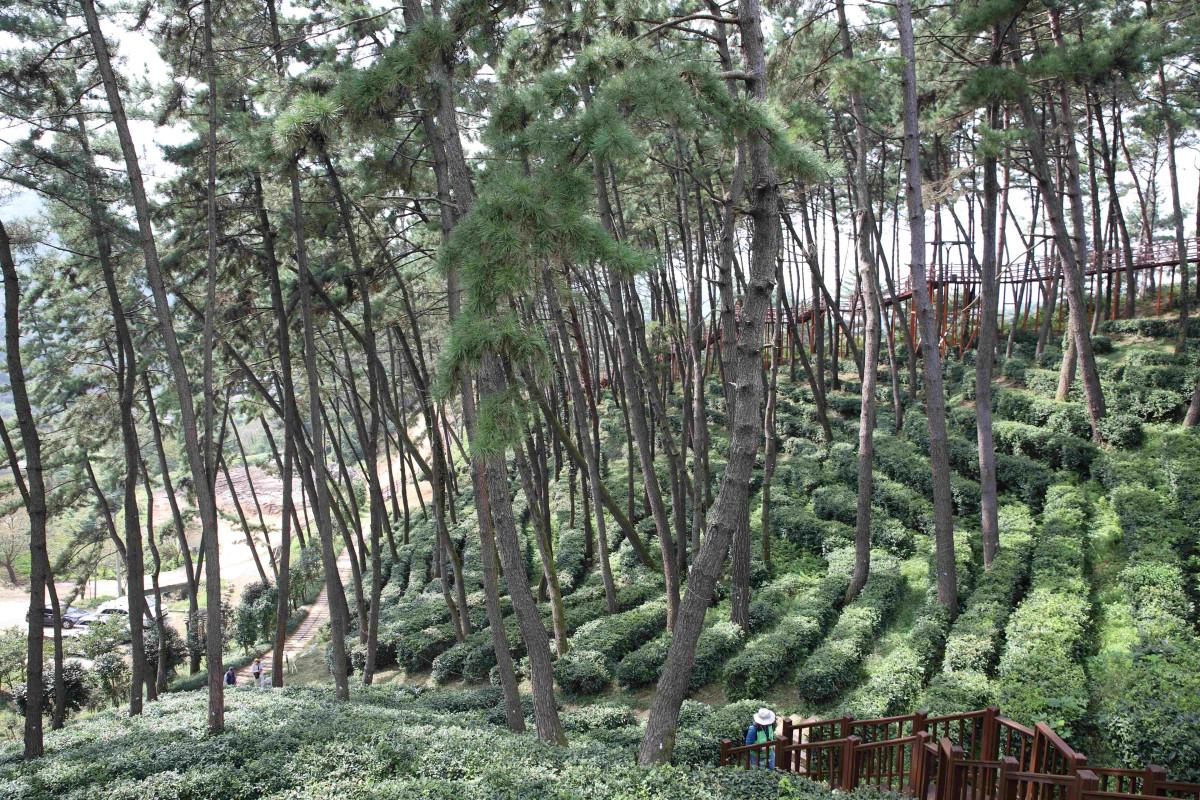 ▲2025년 국가산림문화자산으로 신규 지정된 익산 함라산 야생차 군락지 (사진제공=산림청)