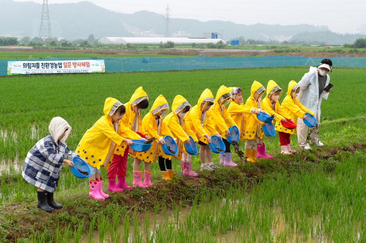 ▲2023년 6월 29일 충북 제천시 모산동 의림지뜰 육묘장 일원에서 어린이들이 친환경 벼 재배를 위한 우렁이 등을 방사하고 있다. 이날 지역농업인, 어린이, 시민 등 150여명은 오리 200마리, 미꾸라지·메기 각 100㎏, 우렁이 50㎏ 등을 방사했다. 이들은 물속 잡초 생장을 억제하고, 양분을 토양에 전파해 벼 생육을 돕는 친환경 일꾼이다. (뉴시스)