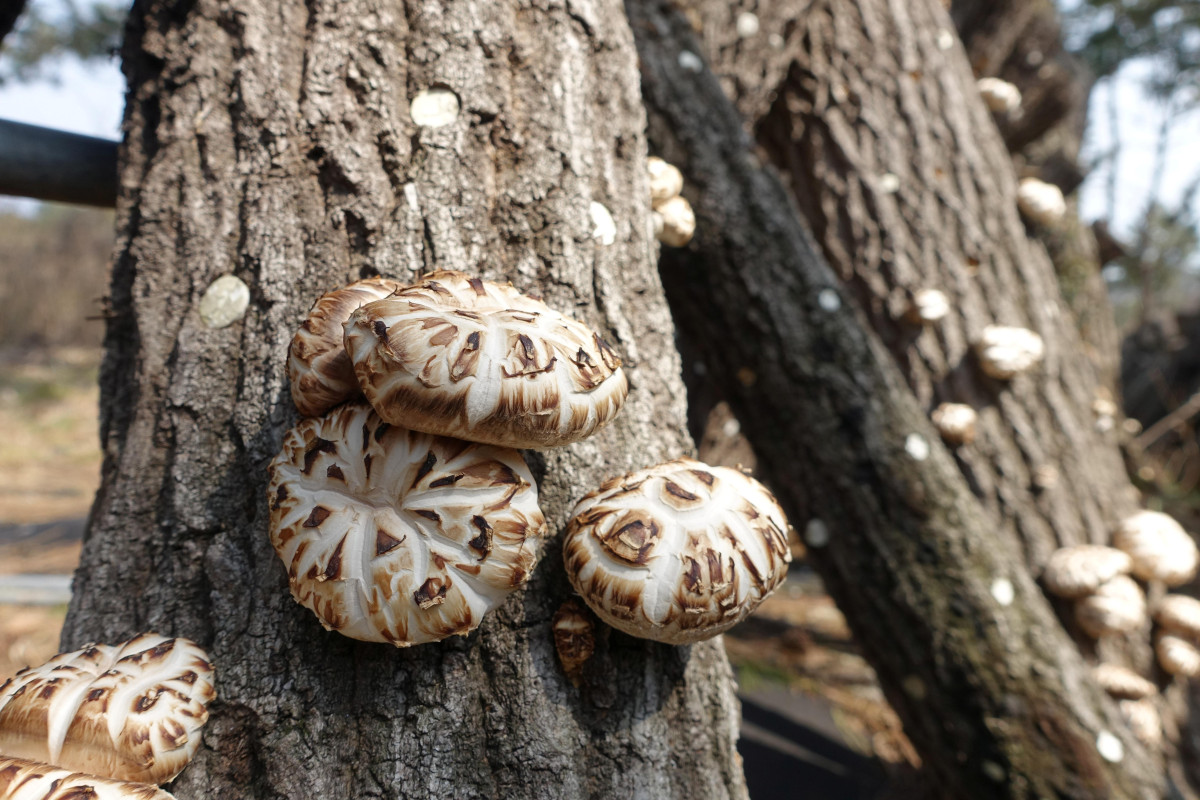 ▲전라남도 장흥군에서 재배하는 표고버섯 생산 현장 (사진제공=산림청)