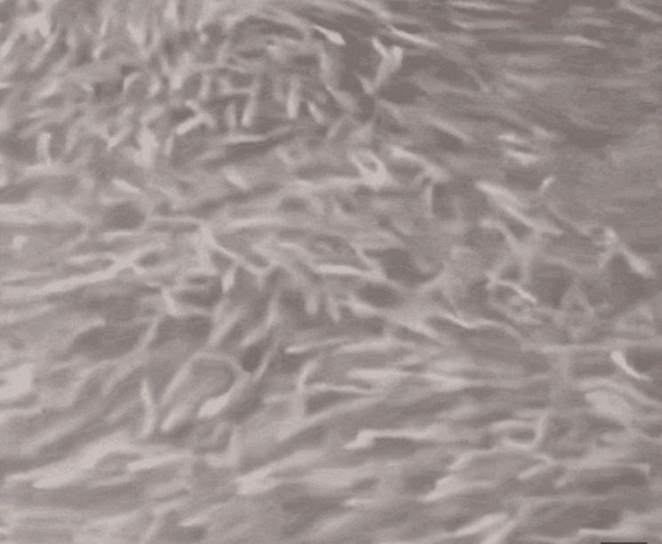 ▲일본 오사카 도톤보리강에서 포착된 물고기 떼 영상 (출처=X 캡처)