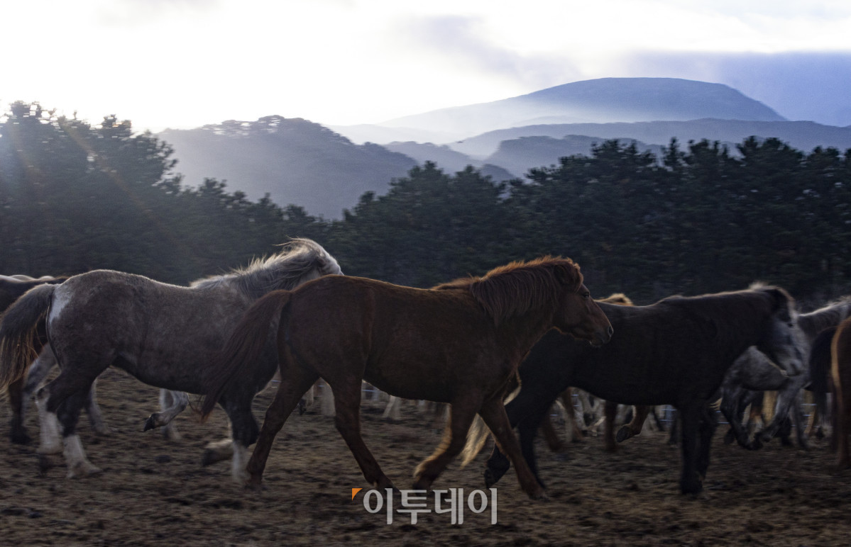 ▲병오년(丙午年) 새해 아침, 제주시 제주축산생명연구원에서 제주마들이 힘차게 걸음을 옮기고 있다. 을사년(乙巳年)은 코스피 4000 돌파, 삼성전자 주가 10만원 돌파, 누리호 4차 발사 성공 등 한국 경제와 산업 전반에 새로운 도약의 이정표가 세워졌다. 들판을 뛰어다니는 제주마처럼 힘차게 나아가는 새해가 되기를 기대한다. 조현호 기자 hyunho@