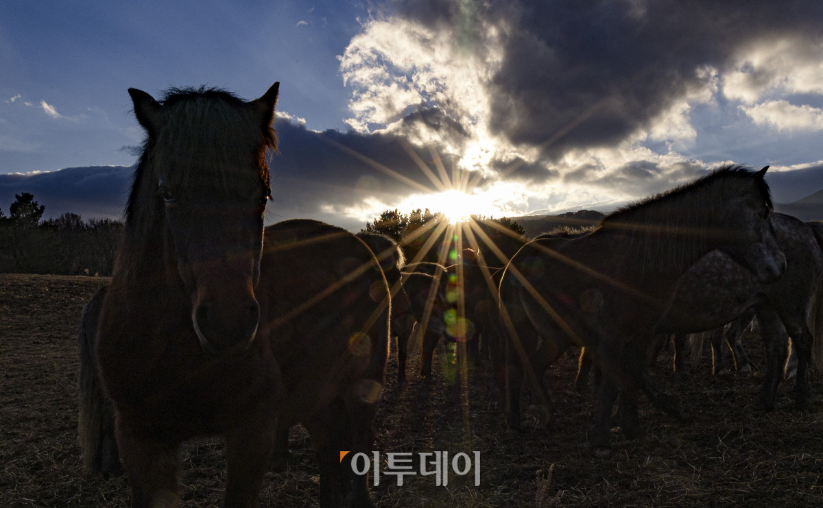 ▲제주시 제주축산생명연구원에 제주마들 뒤로 병오년(丙午年) 새해 첫 태양이 떠오르고 있다. 을사년(乙巳年)은 코스피 4000 돌파, 삼성전자 주가 10만원 돌파, 누리호 4차 발사 성공 등 한국 경제와 산업 전반에 새로운 도약의 이정표가 세워졌다. 들판을 뛰어다니는 제주마처럼 힘차게 나아가는 새해가 되기를 기대한다. 조현호 기자 hyunho@