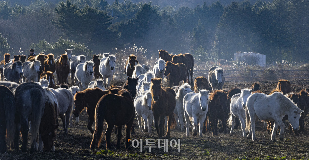 ▲병오년(丙午年) 새해 아침, 제주시 제주축산생명연구원에서 제주마들이 힘차게 걸음을 옮기고 있다. 을사년(乙巳年)은 코스피 4000 돌파, 삼성전자 주가 10만원 돌파, 누리호 4차 발사 성공 등 한국 경제와 산업 전반에 새로운 도약의 이정표가 세워졌다. 들판을 뛰어다니는 제주마처럼 힘차게 나아가는 새해가 되기를 기대한다. 조현호 기자 hyunho@