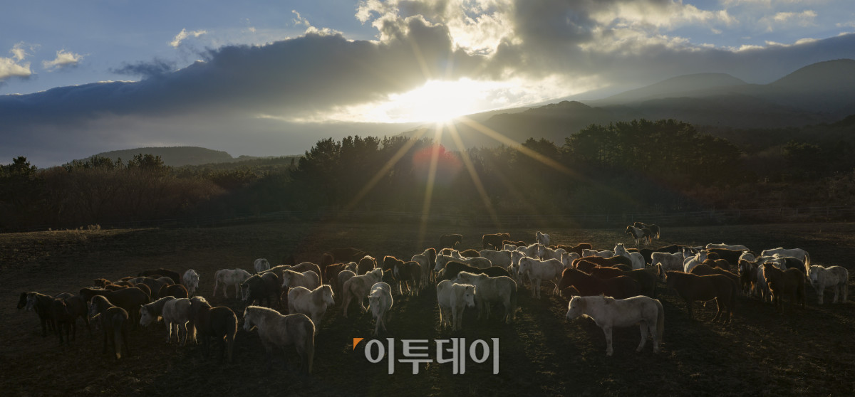 ▲제주시 제주축산생명연구원에서 제주마 뒤로 병오년(丙午年) 새해 첫 태양이 떠오르고 있다. 을사년(乙巳年)은 코스피 4000 돌파, 삼성전자 주가 10만원 돌파, 누리호 4차 발사 성공 등 한국 경제와 산업 전반에 새로운 도약의 이정표가 세워졌다. 들판을 뛰어다니는 제주마처럼 힘차게 나아가는 새해가 되기를 기대한다. 조현호 기자 hyunho@