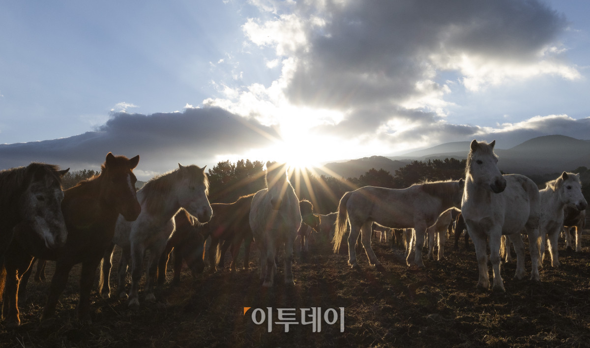 ▲제주시 제주축산생명연구원에서 제주마 뒤로 병오년(丙午年) 새해 첫 태양이 떠오르고 있다. 을사년(乙巳年)은 코스피 4000 돌파, 삼성전자 주가 10만원 돌파, 누리호 4차 발사 성공 등 한국 경제와 산업 전반에 새로운 도약의 이정표가 세워졌다. 들판을 뛰어다니는 제주마처럼 힘차게 나아가는 새해가 되기를 기대한다. 조현호 기자 hyunho@