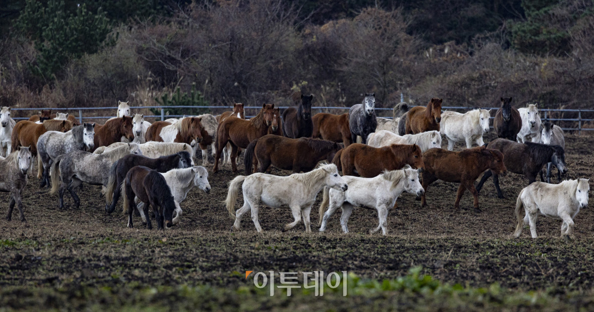 ▲병오년(丙午年) 새해 아침, 제주시 제주축산생명연구원에서 제주마들이 힘차게 걸음을 옮기고 있다. 을사년(乙巳年)은 코스피 4000 돌파, 삼성전자 주가 10만원 돌파, 누리호 4차 발사 성공 등 한국 경제와 산업 전반에 새로운 도약의 이정표가 세워졌다. 들판을 뛰어다니는 제주마처럼 힘차게 나아가는 새해가 되기를 기대한다. 조현호 기자 hyunho@