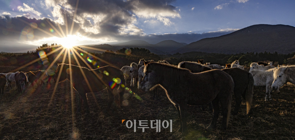 ▲제주시 제주축산생명연구원에 제주마들 뒤로 병오년(丙午年) 새해 첫 태양이 떠오르고 있다. 을사년(乙巳年)은 코스피 4000 돌파, 삼성전자 주가 10만원 돌파, 누리호 4차 발사 성공 등 한국 경제와 산업 전반에 새로운 도약의 이정표가 세워졌다. 들판을 뛰어다니는 제주마처럼 힘차게 나아가는 새해가 되기를 기대한다. 조현호 기자 hyunho@